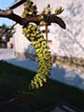 Juglans regia